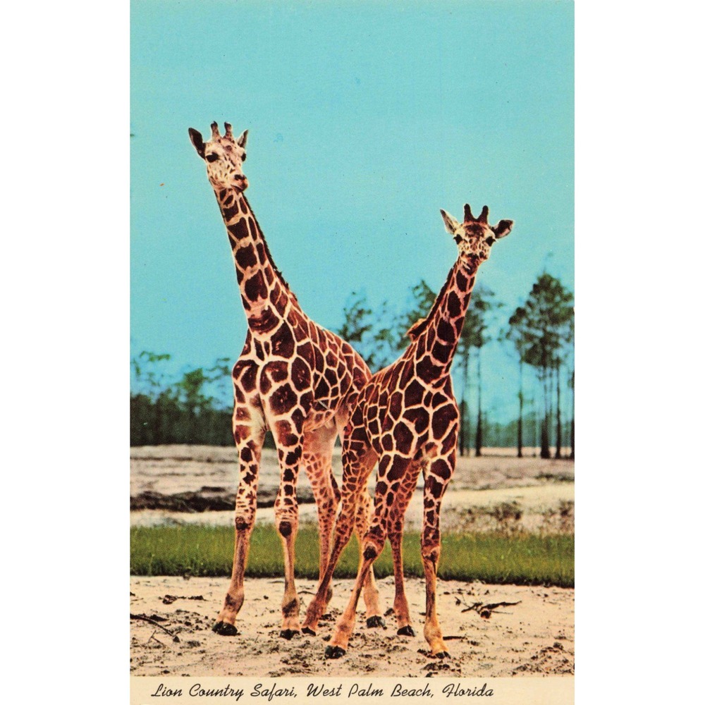 Vintage Lion Country Safari West Palm Beach Florida Giraffes Postcard P158